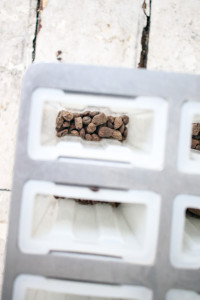 Whiskey Ice Coffee Popsicle with Cocoa Nibs | I Will Not Eat Oysters